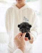 BAILEY - MALE (PURCHASED by TALEB) - Image 4