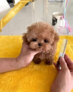 BENNETT - MALE (PURCHASED by LAZARA)