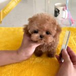 BENNETT - MALE (PURCHASED by LAZARA)