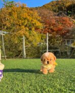 MUFFIN  - MALE (PURCHASE by LEE) - Image 3