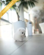 BUTTONS - FEMALE (PURCHASED by KANG) - Image 4