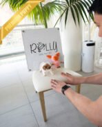 ARTHUR - MALE (PURCHASED by JULIE) - Image 5