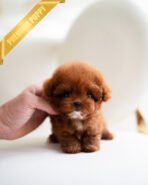 ISABELLA - FEMALE (PURCHASED by MAXIMILIAN) - Image 2