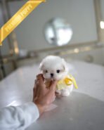 BENTLEY - MALE (PURCHASED by JAMES) - Image 4