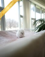 GIGI - FEMALE (PURCHASED by DEREK) - Image 3