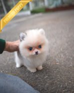 NELLIE- FEMALE (PURCHASED by PARK) - Image 2