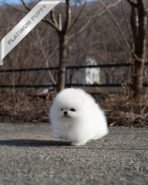 GIOVANNI - MALE (PURCHASED by ASHLYN)