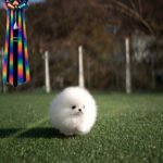 DIANA - FEMALE (PURCHASED by LOBO)