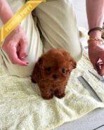 TORY - MALE (PURCHASED by ALICE) - Image 4