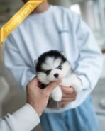 ROXY - FEMALE (PURCHASED by HEND) - Image 2