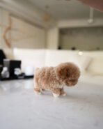 TOBY - MALE (PURCHASED by SHALLON) - Image 4