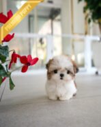 TOBY - MALE (PURCHASED by DANILLE) - Image 2