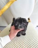 PEBBLES  - FEMALE (PURCHASED by KIM)