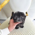 PEBBLES  - FEMALE (PURCHASED by KIM)