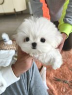 MASON - MALE (PURCHASED by BINGJIE) - Image 2