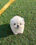 HANA - FEMALE (PURCHASED by TINA) - Image 3