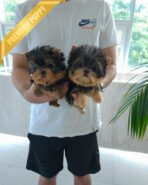 STELLA & COOPER - FEMALE & MALE