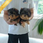 STELLA & COOPER - FEMALE & MALE