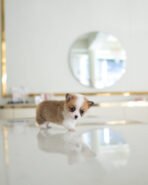 QUEENIE - FEMALE (PURCHASED by JANET) - Image 4