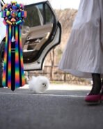 GIOVANNI - MALE (PURCHASED by DON) - Image 4