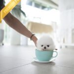 PUFFIN - FEMALE (PURCHASED by MAKITA)