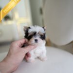 TEDDY - MALE (PURCHASED by SANTIAGO)