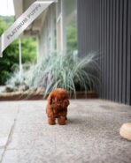 CINNAMON - FEMALE (PURCHASED by RUTHANN) - Image 3