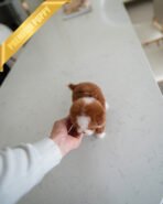 CHLOE - FEMALE (PURCHASED by EVA) - Image 4