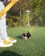 CALLI - FEMALE (PURCHASED by MARY) - Image 7