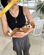 BAMBI - MALE (PURCHASED by RICHARD) - Image 4