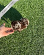 BEAU - MALE (PURCHASED by LEE) - Image 4