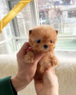 JESSICA - FEMALE (PURCHASED by KAVEH) - Image 2