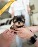 KOFI - MALE (PURCHASED by DOUGLAS) - Image 2