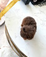 FINN - MALE (PURCHASED by JENNY) - Image 3