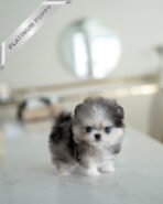 GISELLE - FEMALE (PURCHASED by KIM) - Image 2