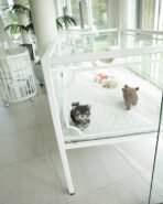 ROCKO - MALE (PURCHASED by SARA) - Image 6