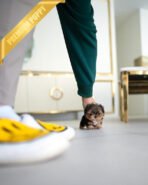 COOPER - MALE (PURCHASED by CHANTA) - Image 7