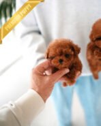 JACK & SIMBA - MALE - Image 3