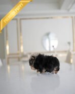 LILIANA - FEMALE (PURCHASED by JENNIFER) - Image 5