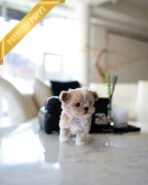 CHLOE - FEMALE (PURCHASED by MARIA) - Image 3