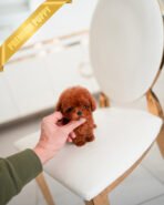 BONNIE - FEMALE (PURCHASED by SOFIA) - Image 2