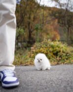 ASPEN - MALE (PURCHASED by AHMED) - Image 2