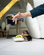 ANNIE - FEMALE (PURCHASED by VIOLETTA) - Image 5