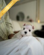 NOVA - FEMALE (PURCHASED by NOUF)