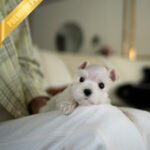 NOVA - FEMALE (PURCHASED by NOUF)