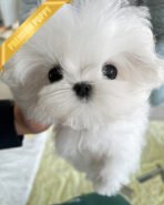 GRACE - FEMALE (PURCHASED by SHANNON) - Image 3