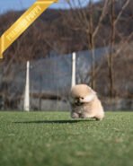 KYLE - MALE (PURCHASED by BRIAN) - Image 3