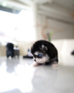 LEO - MALE (PURCHASED by GILBERTO) - Image 5