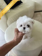 LOUIE - MALE (PURCHASED by RACHEL)