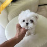 LOUIE - MALE (PURCHASED by RACHEL)